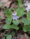 violka lesn - Viola reichenbachiana
