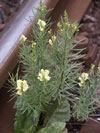 lnice květel - Linaria vulgaris