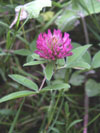 jetel prostřední - Trifolium medium