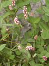 rdesno ervivec - Persicaria maculata