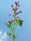 zemědým lékařský pravý - Fumaria officinalis subsp. officinalis