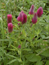 jetel červenavý - Trifolium rubens