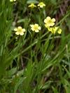 pryskynk plamnek - Ranunculus flammula