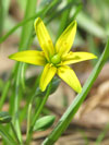 křivatec žlutý - Gagea lutea