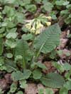 prvosenka vyšší - Primula elatior