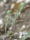 tařice kališní - Alyssum alyssoides