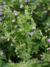 kakost maličký - Geranium pusillum