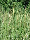 orobinec úzkolistý - Typha angustifolia