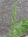 merlík fíkolistý - Chenopodium ficifolium