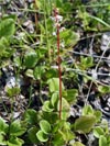 hruštička okrouhlolistá - Pyrola rotundifolia