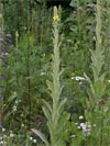 divizna malokvětá - Verbascum thapsus