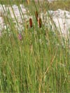orobinec sítinovitý - Typha laxmannii