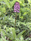 vstavač nachový - Orchis purpurea