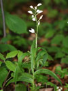 okrotice dlouholist - Cephalanthera longifolia