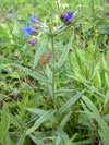 kamejka modronachov - Lithospermum purpurocaeruleum