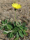 chlupáček zední (jestřábník chlupáček) - Pilosella officinarum [Hieracium pilosella]