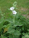 proskurnk lkask - Althaea officinalis