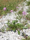 hlaváč lesklý vápnomilný - Scabiosa lucida subsp. calcicola