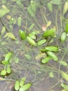 blatěnka vodní - Limosella aquatica