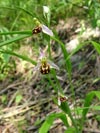 toi velonosn - Ophrys apifera