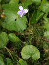 violka bahenn - Viola palustris