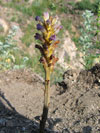 mordovka (zraza) nachov esk - Phelipanche purpurea subsp. bohemica