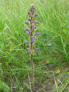 mordovka (zraza) nachov prav - Phelipanche purpurea purpurea