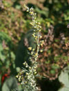pelynk pontick - Artemisia pontica