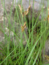 ostice asn - Carex praecox