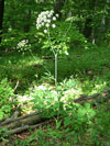hladýš širolistý - Laserpitium latifolium