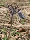 koniklec luční český - Pulsatilla pratensis subsp. bohemica