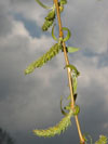 vrba nhrobn - Salix x sepulcralis