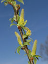vrba trojmun - Salix triandra