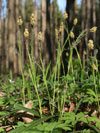 ostřice chlupatá - Carex pilosa