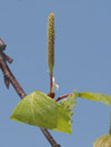 bříza bělokorá - Betula pendula