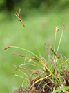 ostice pta noka - Carex ornithopoda
