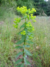 pryšec plocholistý - Euphorbia platyphyllos