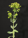 pryšec vrbolistý - Euphorbia salicifolia