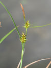 ostřice rusá - Carex flava