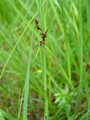 ostřice Davallova - Carex davalliana