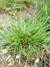 ostřice žitná - Carex secalina