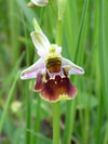 toi melkovit - Ophrys holosericea