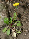 pampeliška slezská - Taraxacum parnassicum