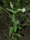 silenka non - Silene noctiflora