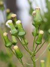 starkovec jestbnkolist - Erechtites hieraciifolia