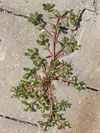 šrucha zelná - Portulaca oleracea