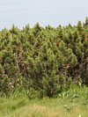 borovice kleč - Pinus mugo