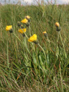 jestřábník zlatoblizný - Hieracium chrysostyloides