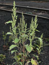 pouva epolist - Iva xanthiifolia