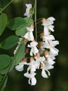 trnovnk akt - Robinia pseudoacacia